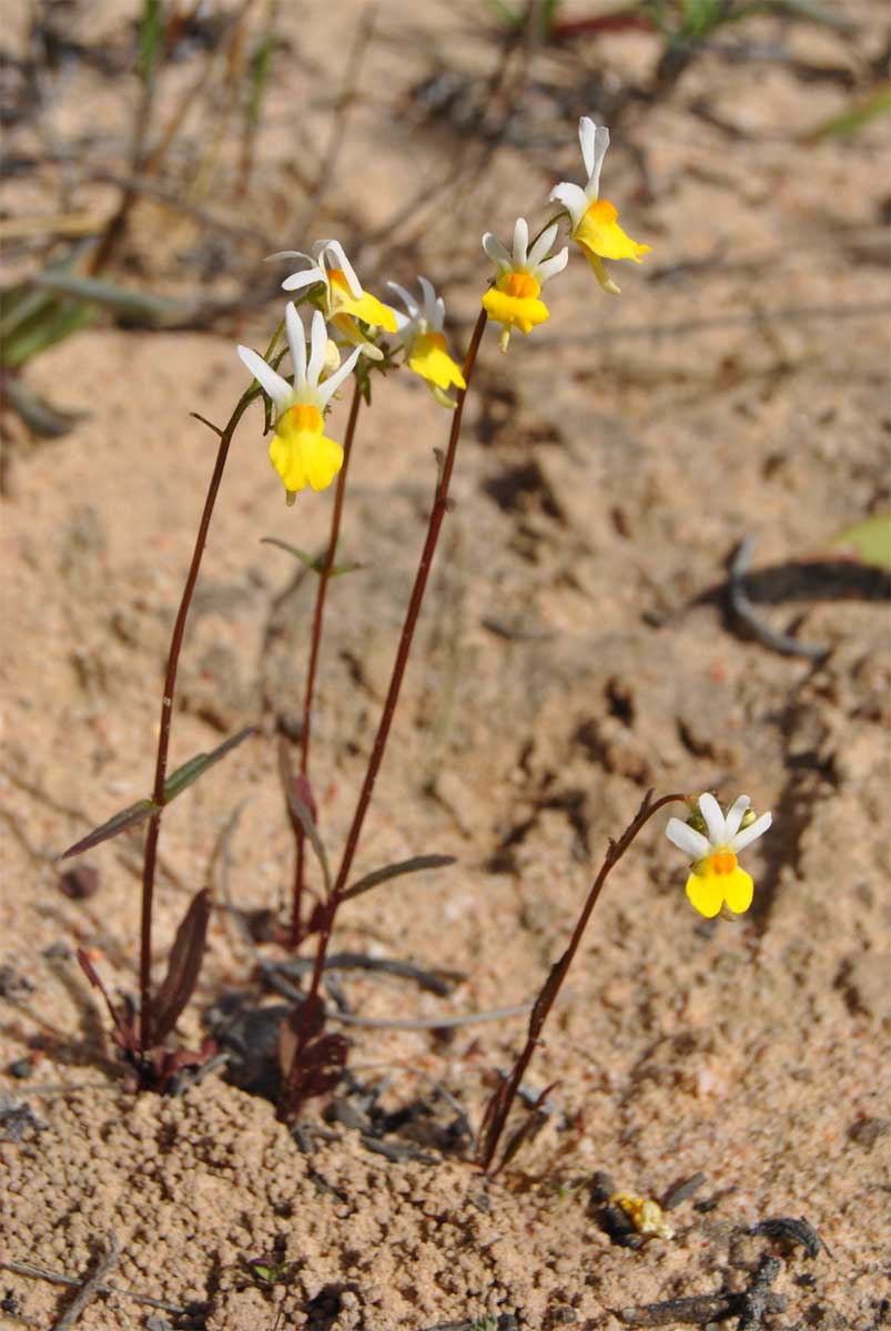 Image of Nemesia anisocarpa specimen.