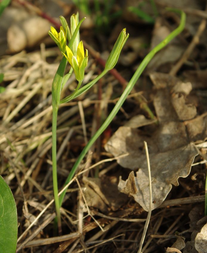 Image of genus Gagea specimen.