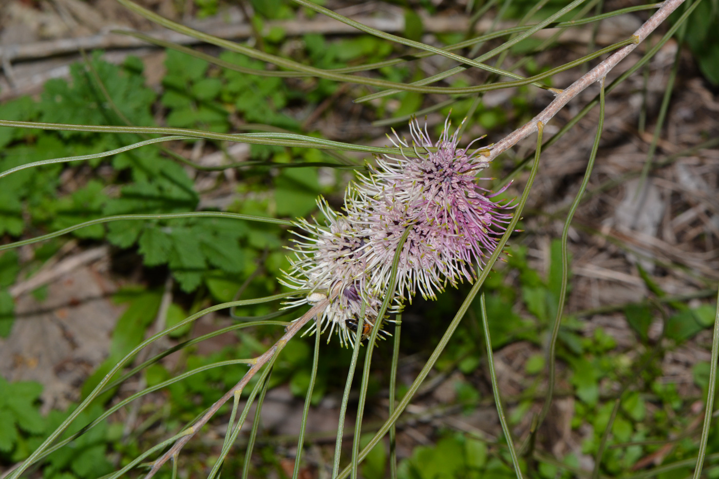 Image of Hakea scoparia specimen.