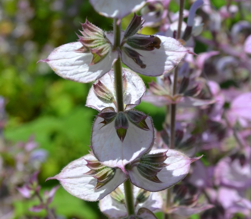 Image of Salvia sclarea specimen.