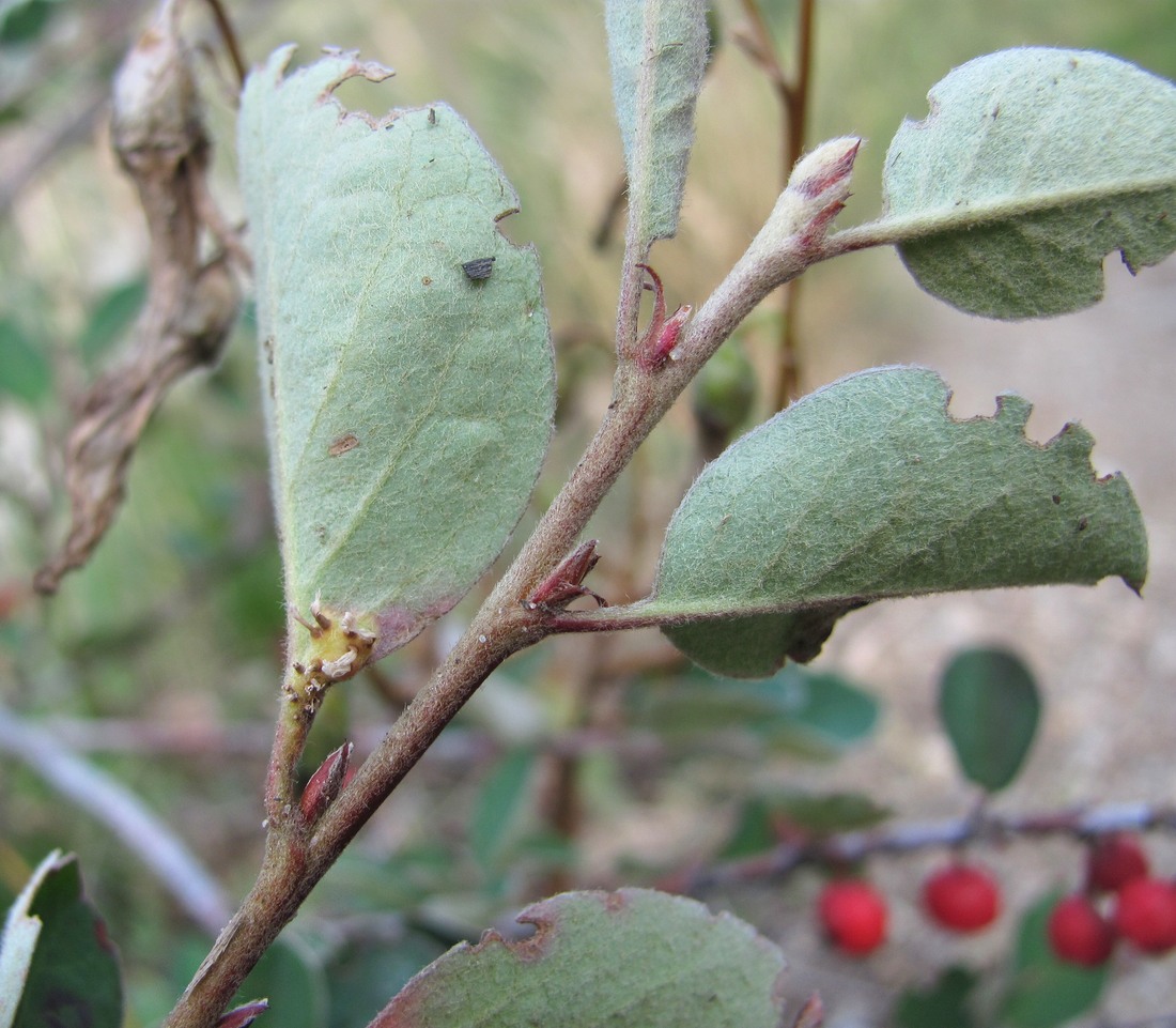 Image of Cotoneaster integerrimus specimen.