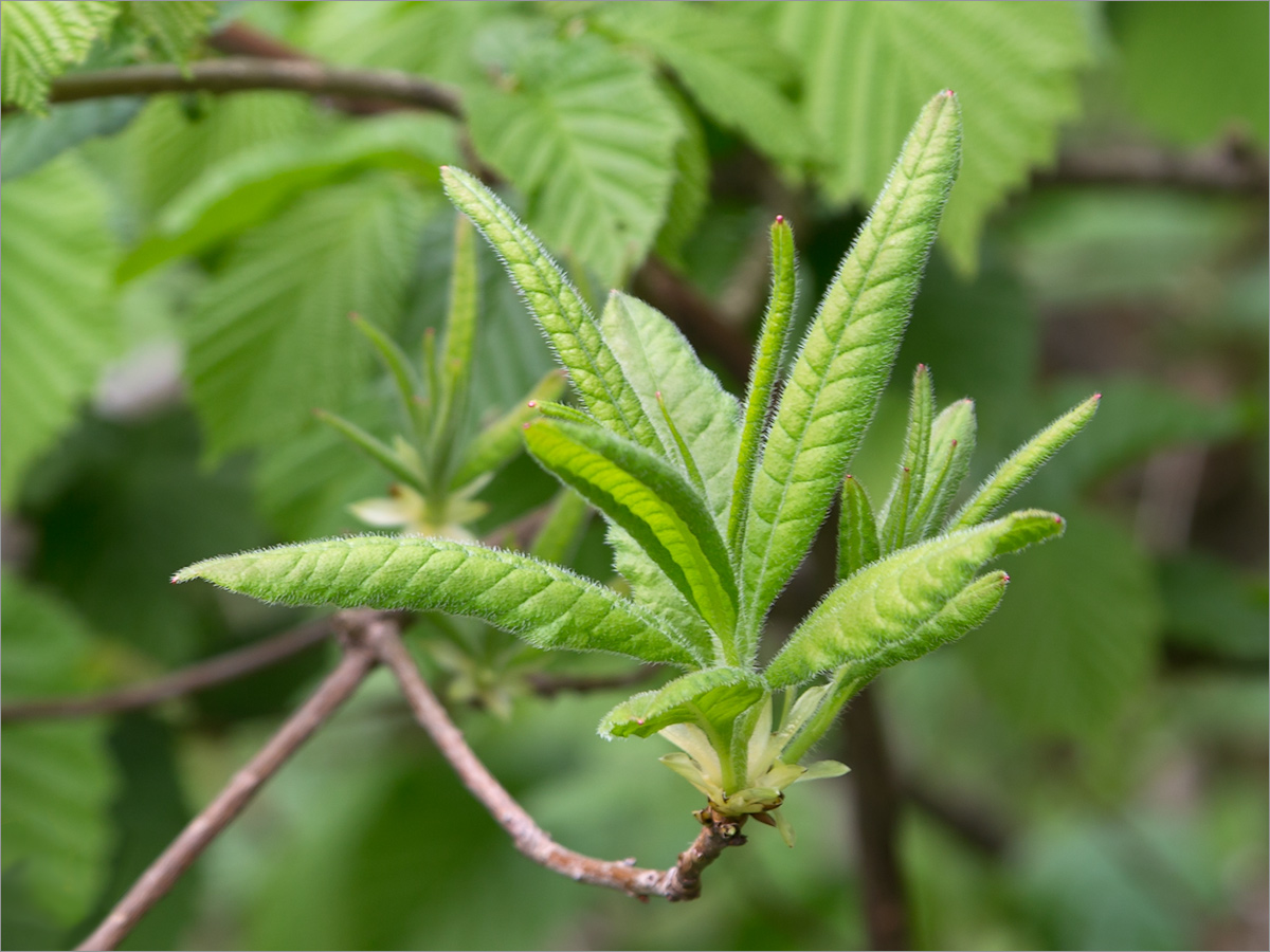 Изображение особи Rhododendron luteum.