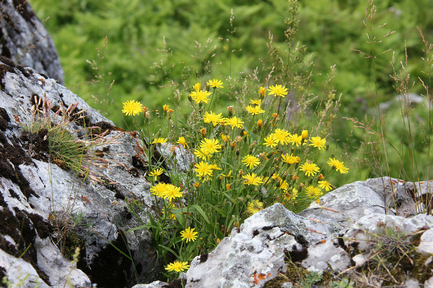 Image of Crepis foliosa specimen.