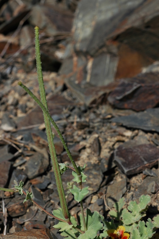 Image of Glaucium elegans specimen.