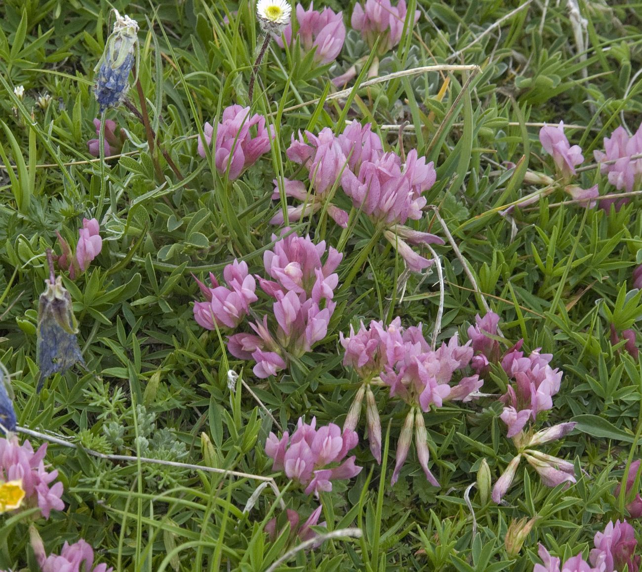 Image of Trifolium polyphyllum specimen.