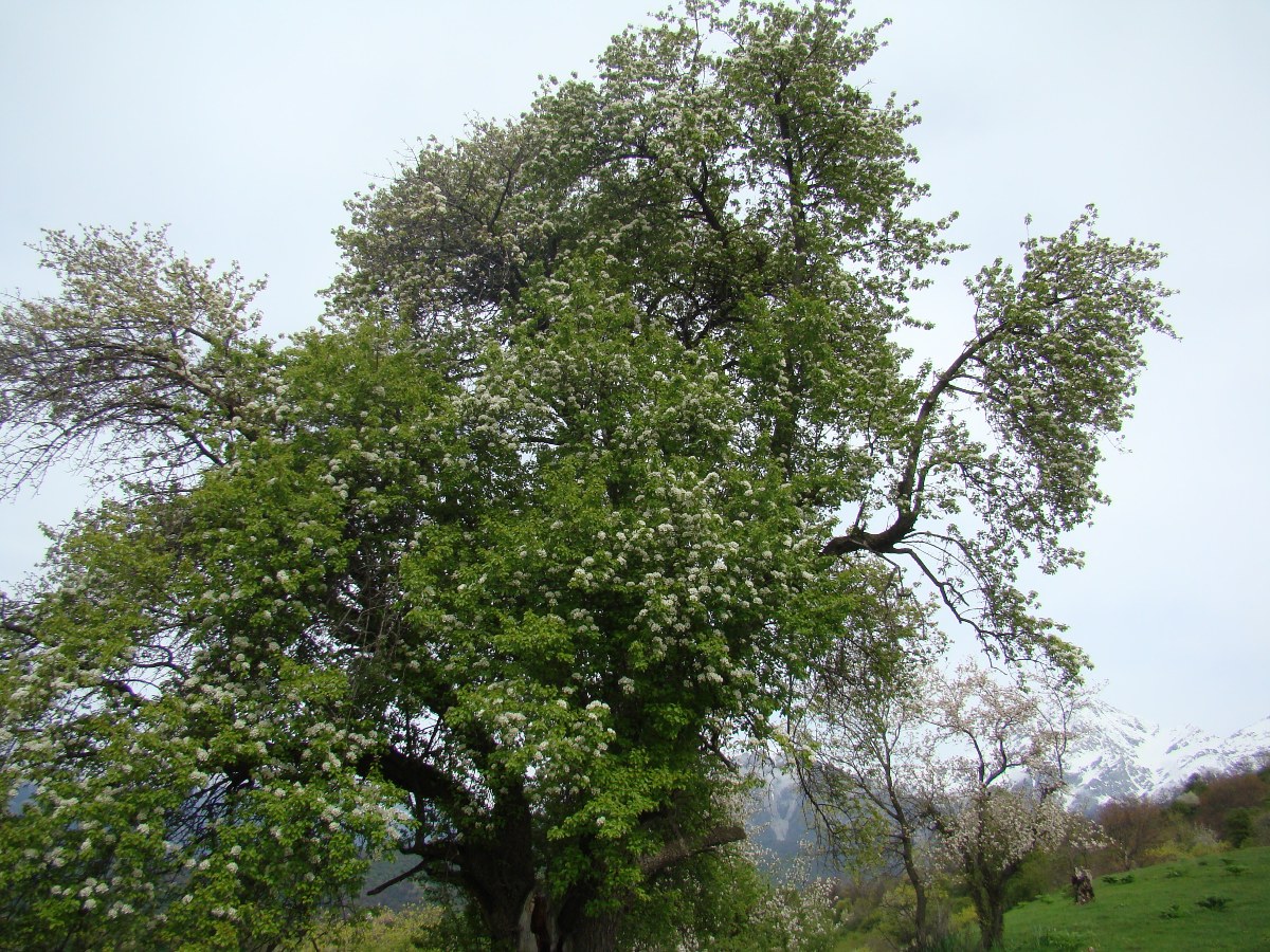 Image of Pyrus turcomanica specimen.