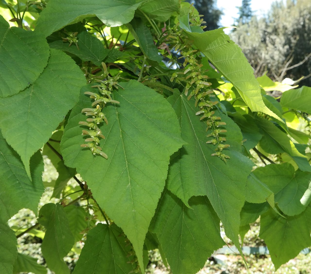 Клён зеленокорый, клён-липа