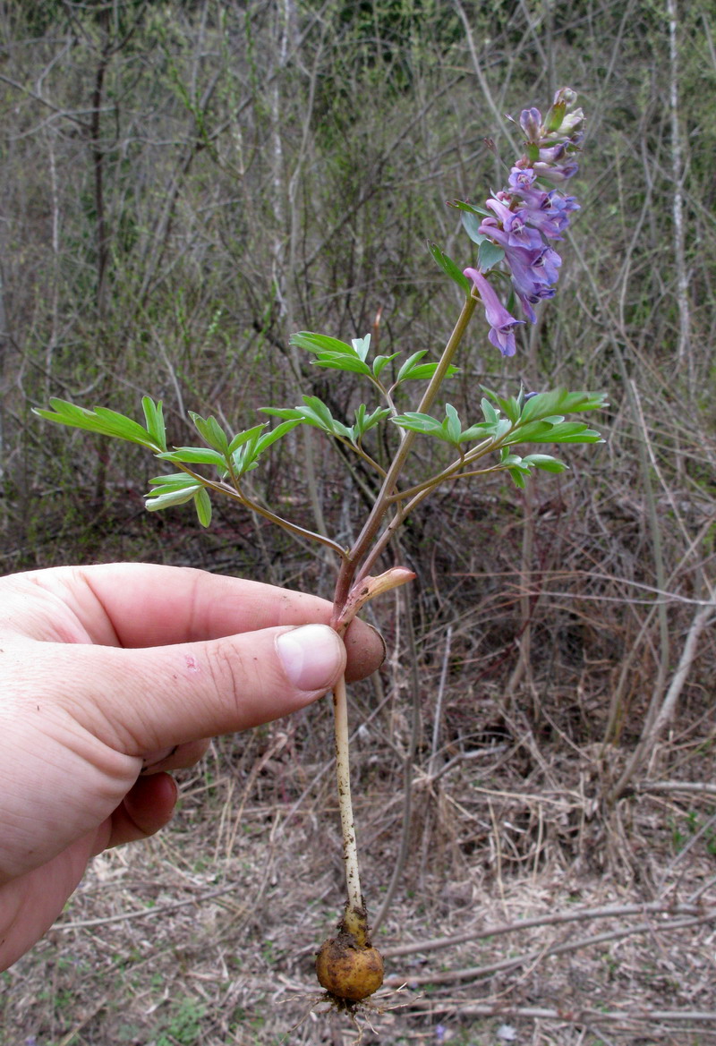 Image of Corydalis begljanovae specimen.