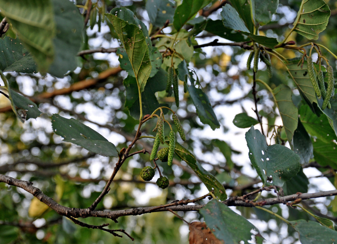 Изображение особи Alnus glutinosa.