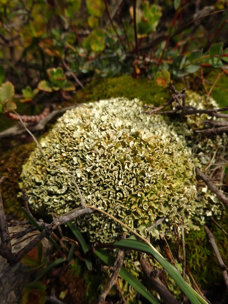 Изображение особи Cladonia strepsilis.