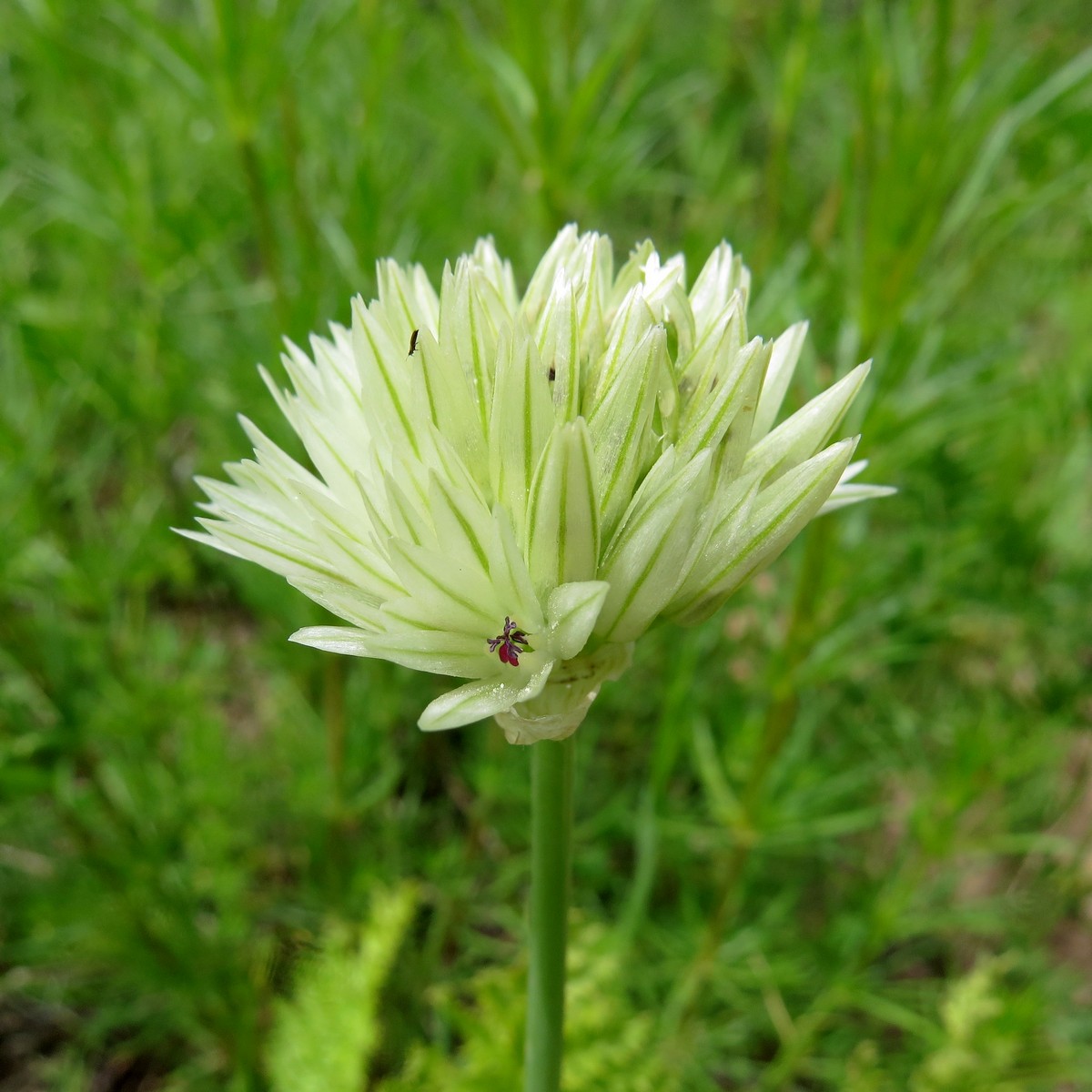 Image of Allium darwasicum specimen.