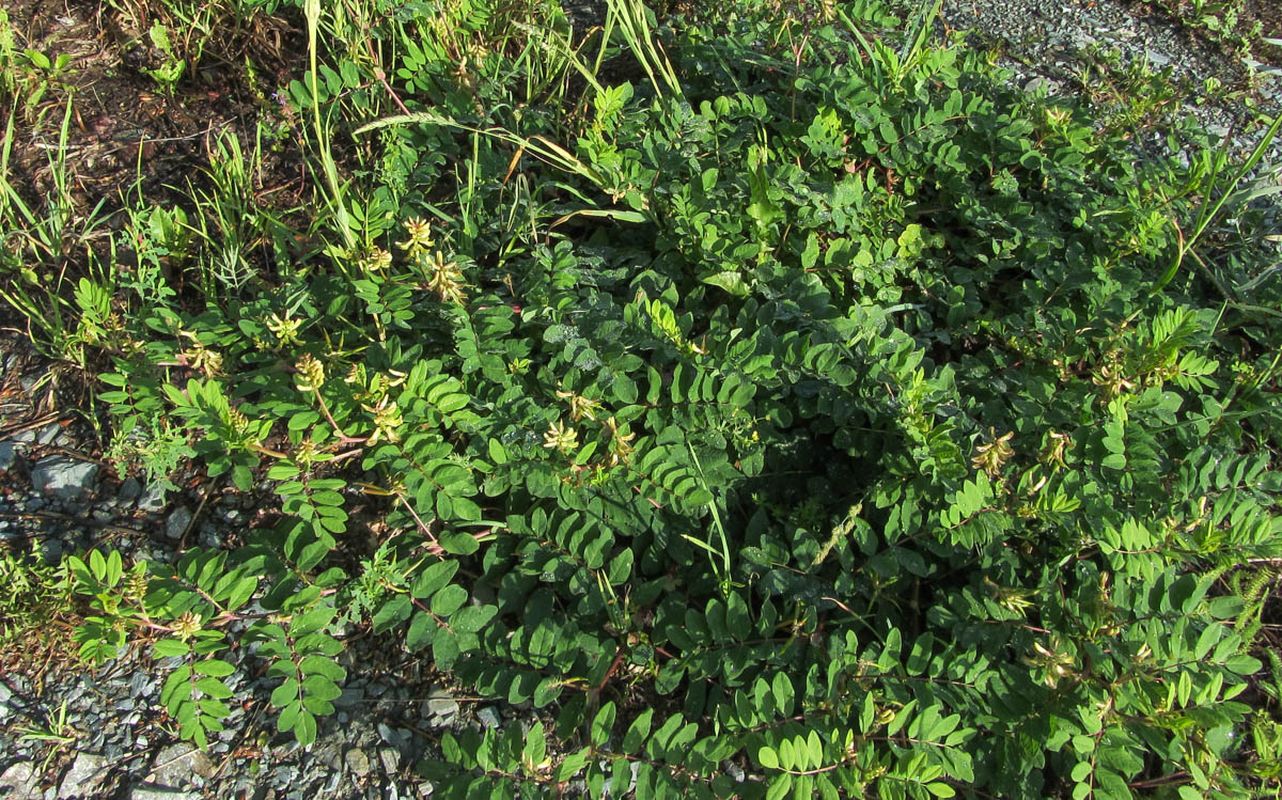 Image of Astragalus glycyphyllos specimen.