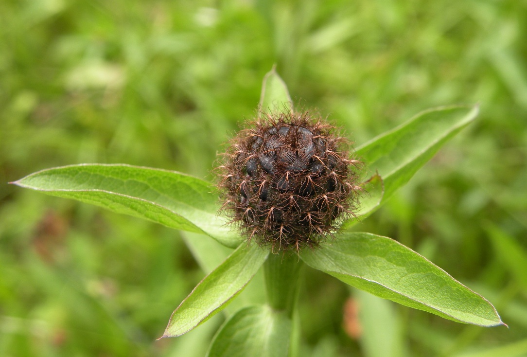 Изображение особи Centaurea carpatica.