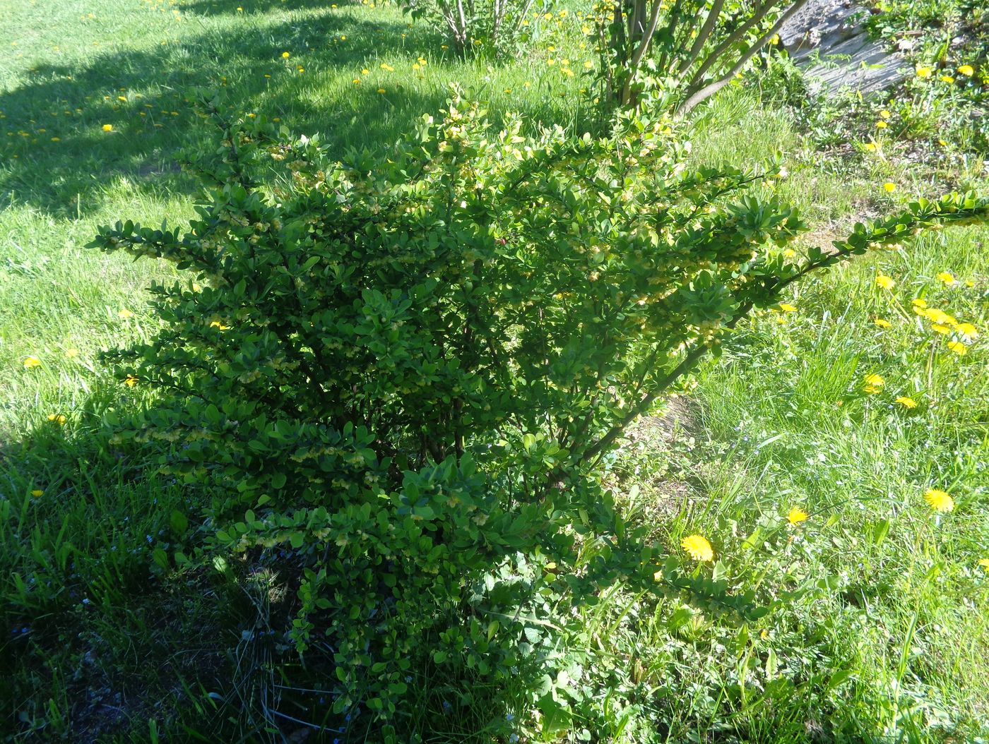 Image of Berberis thunbergii specimen.