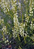 Astragalus katunicus