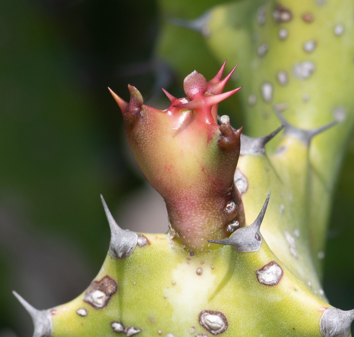 Image of Euphorbia lactea specimen.