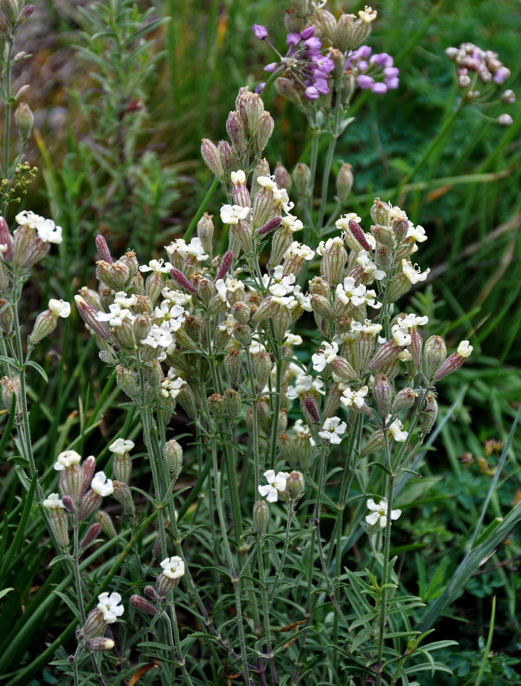 Изображение особи Silene amoena.