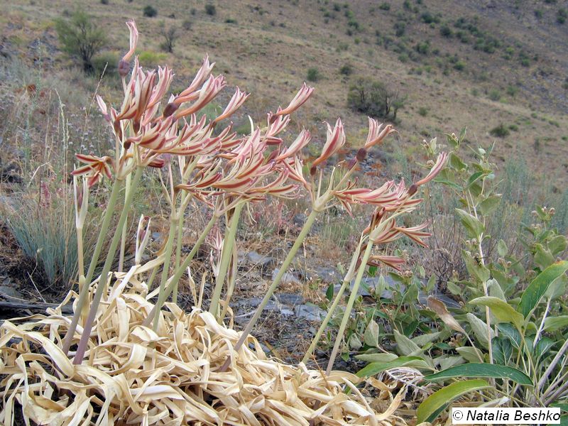 Изображение особи Ungernia oligostroma.