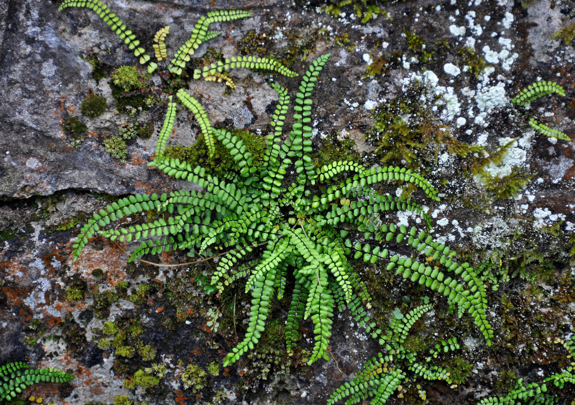 Изображение особи Asplenium trichomanes.