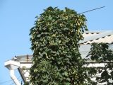 Humulus lupulus. Часть плодоносящего растения. Иркутск, дворовая территория, в культуре. 09.09.2019.