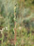 Lactuca saligna