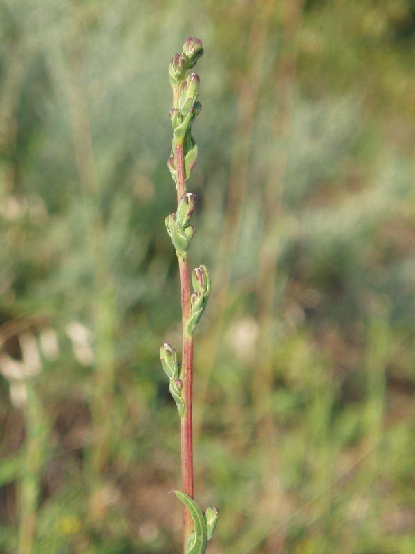 Image of Lactuca saligna specimen.