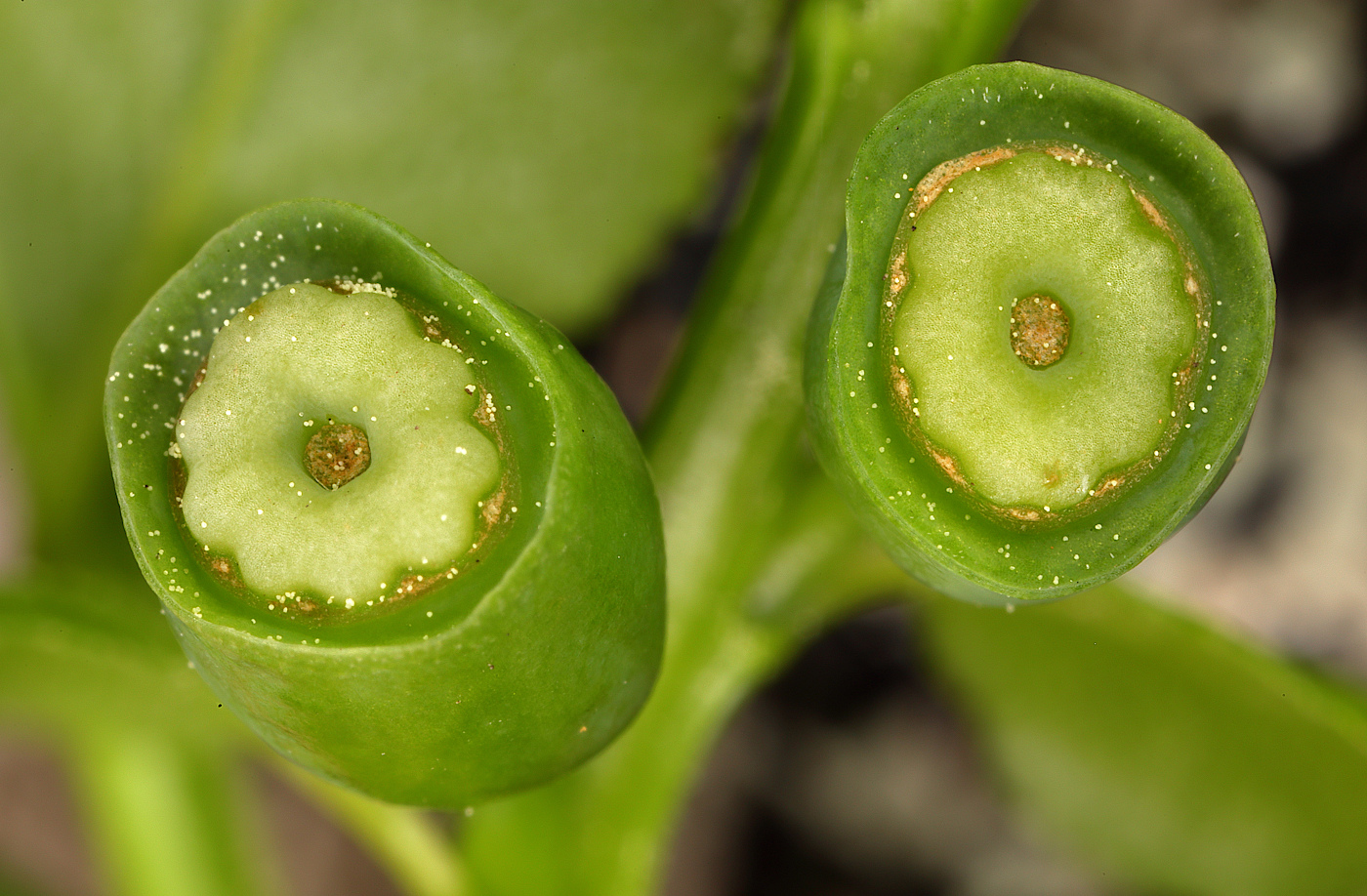 Image of Vaccinium myrtillus specimen.