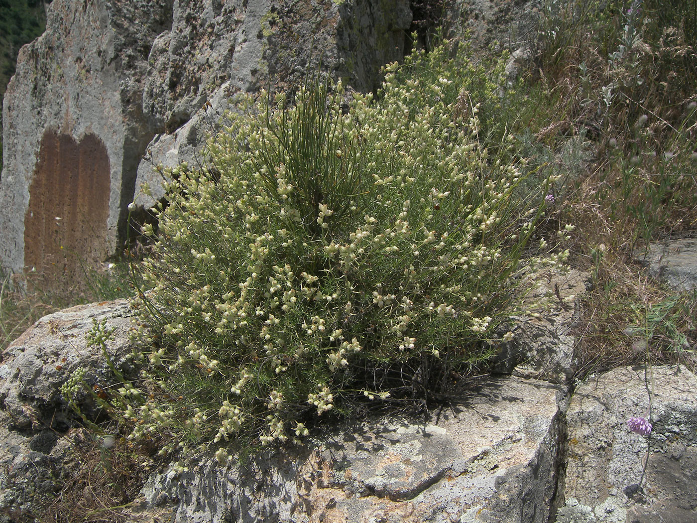 Image of Silene spergulifolia specimen.