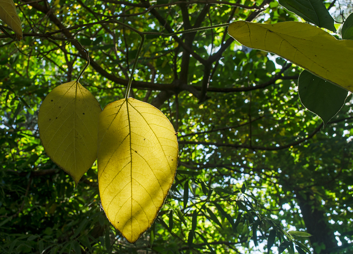 Image of Broussonetia papyrifera specimen.