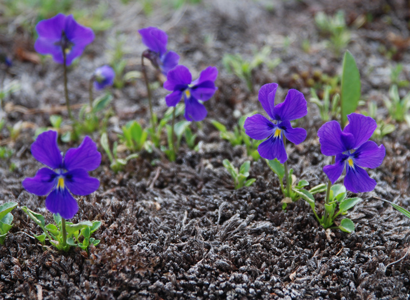 Изображение особи Viola altaica.