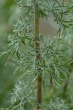 genus Artemisia