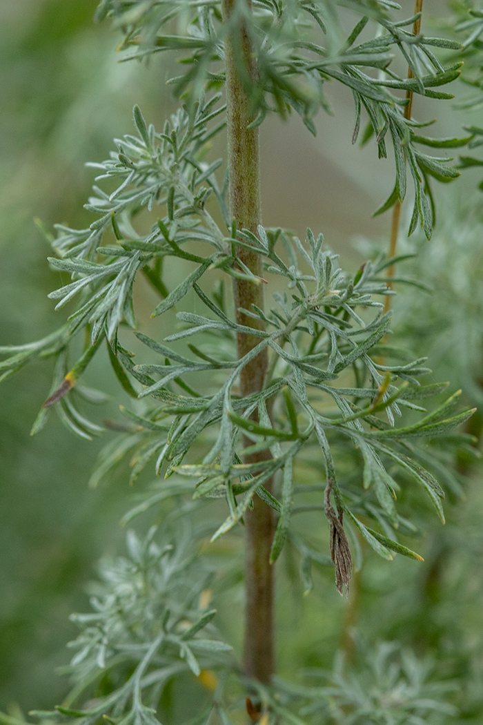 Изображение особи род Artemisia.