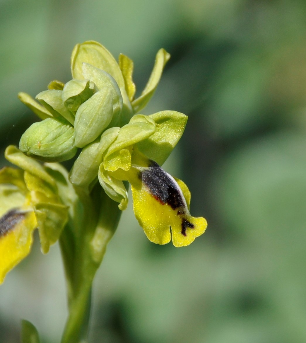 Image of Ophrys lutea ssp. galilaea specimen.