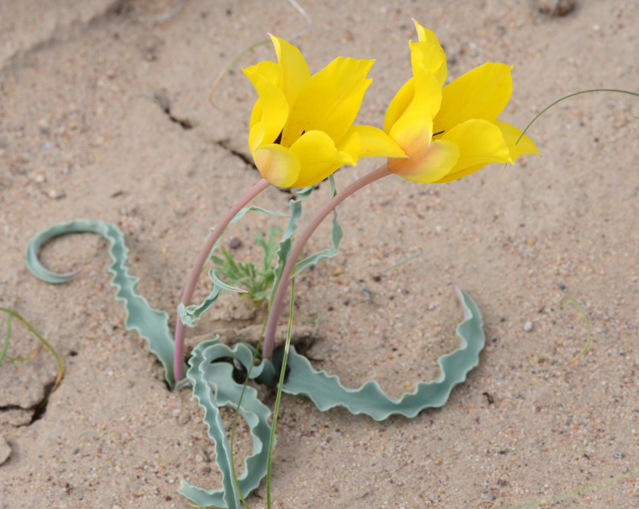 Image of Tulipa behmiana specimen.