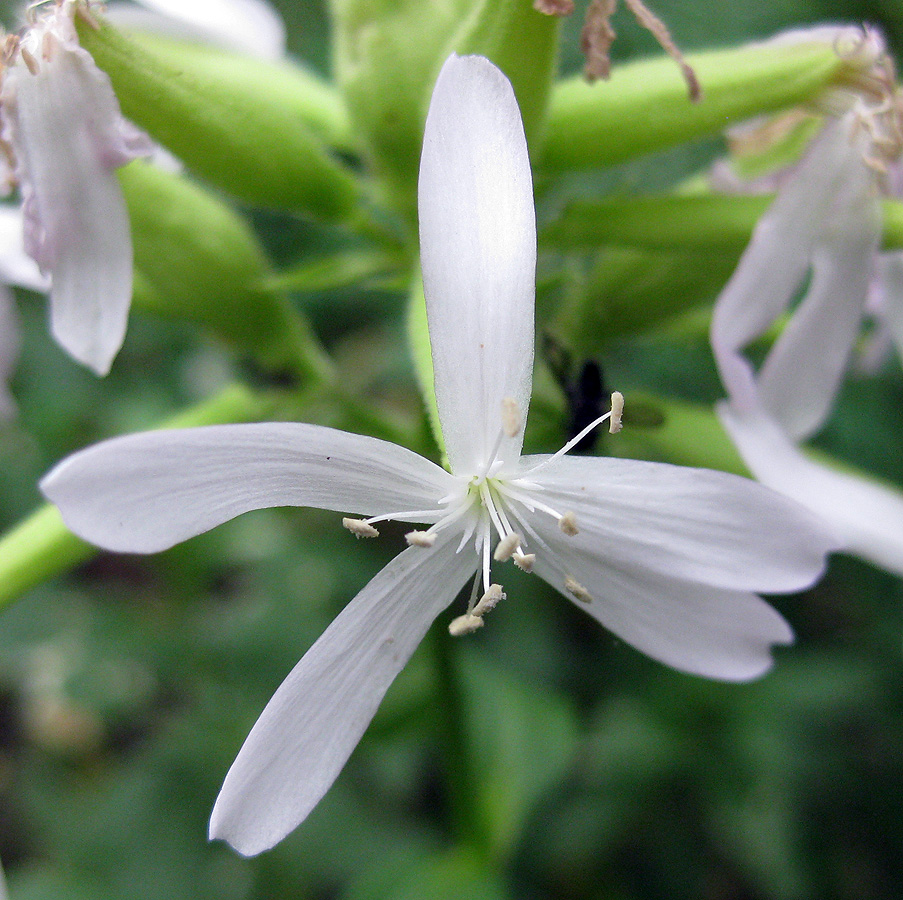 Изображение особи Saponaria officinalis.