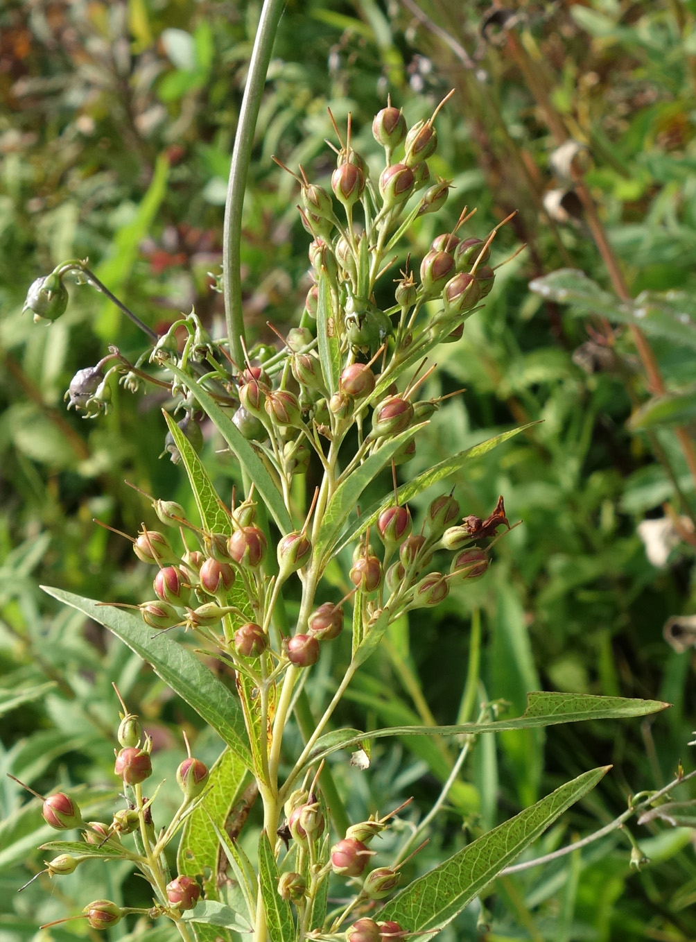 Image of Lysimachia davurica specimen.