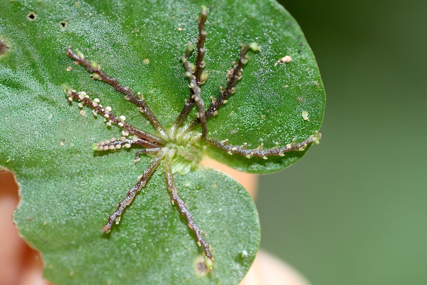 Image of Peperomia pinoi specimen.