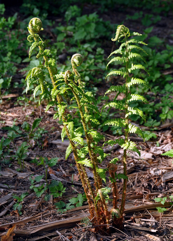 Изображение особи Dryopteris filix-mas.