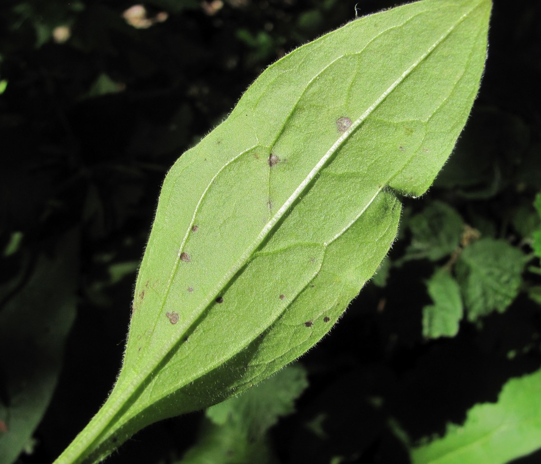 Image of Solenanthus biebersteinii specimen.