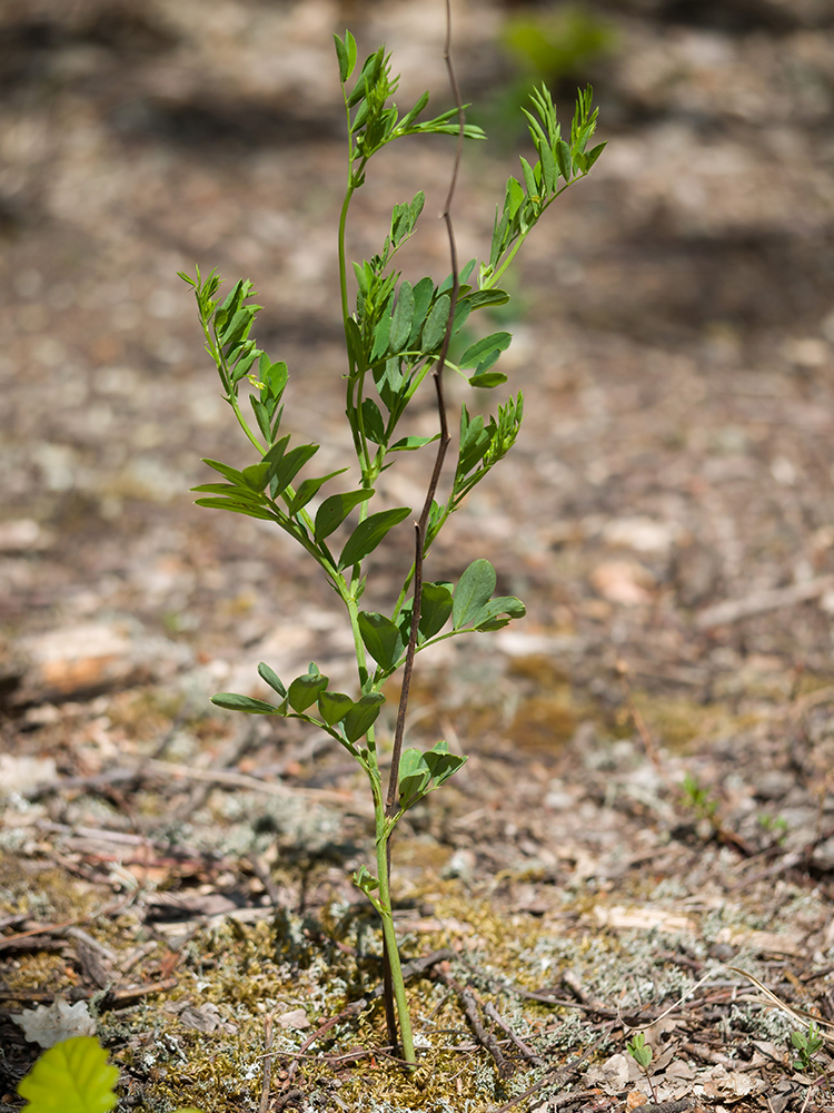 Изображение особи Lathyrus niger.