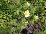 Potentilla astracanica