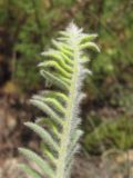 Astragalus maximus. Верхушка листа с галлами Dasineura(?) (вид снизу). Кабардино-Балкария, Эльбрусский р-н, окр. с. Нейтрино, ок. 1850 м н.у.м., сухой склон. 08.07.2020.