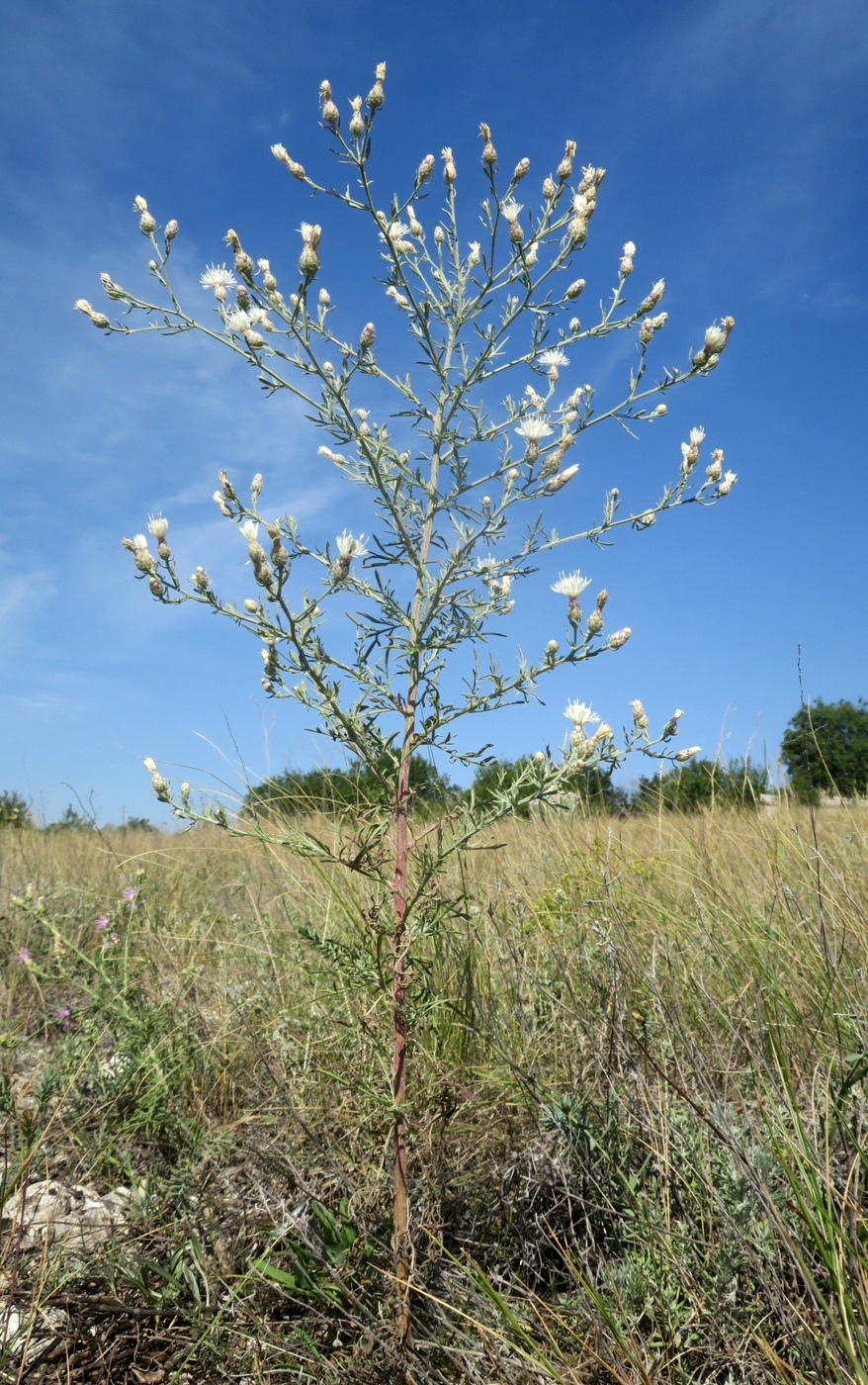 Image of genus Centaurea specimen.