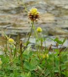 Trifolium rytidosemium. Верхушка побега с соцветием. Карачаево-Черкесия, окр. Теберды, ущелье р. Азгек, берег ручья. 02.09.2019.