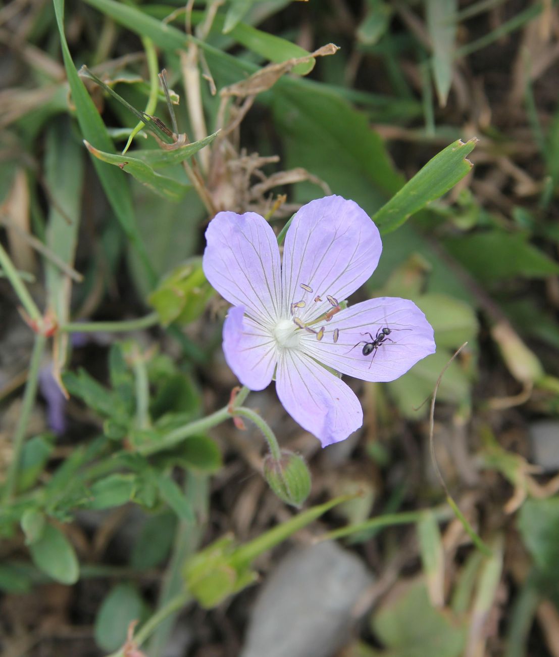 Изображение особи род Geranium.