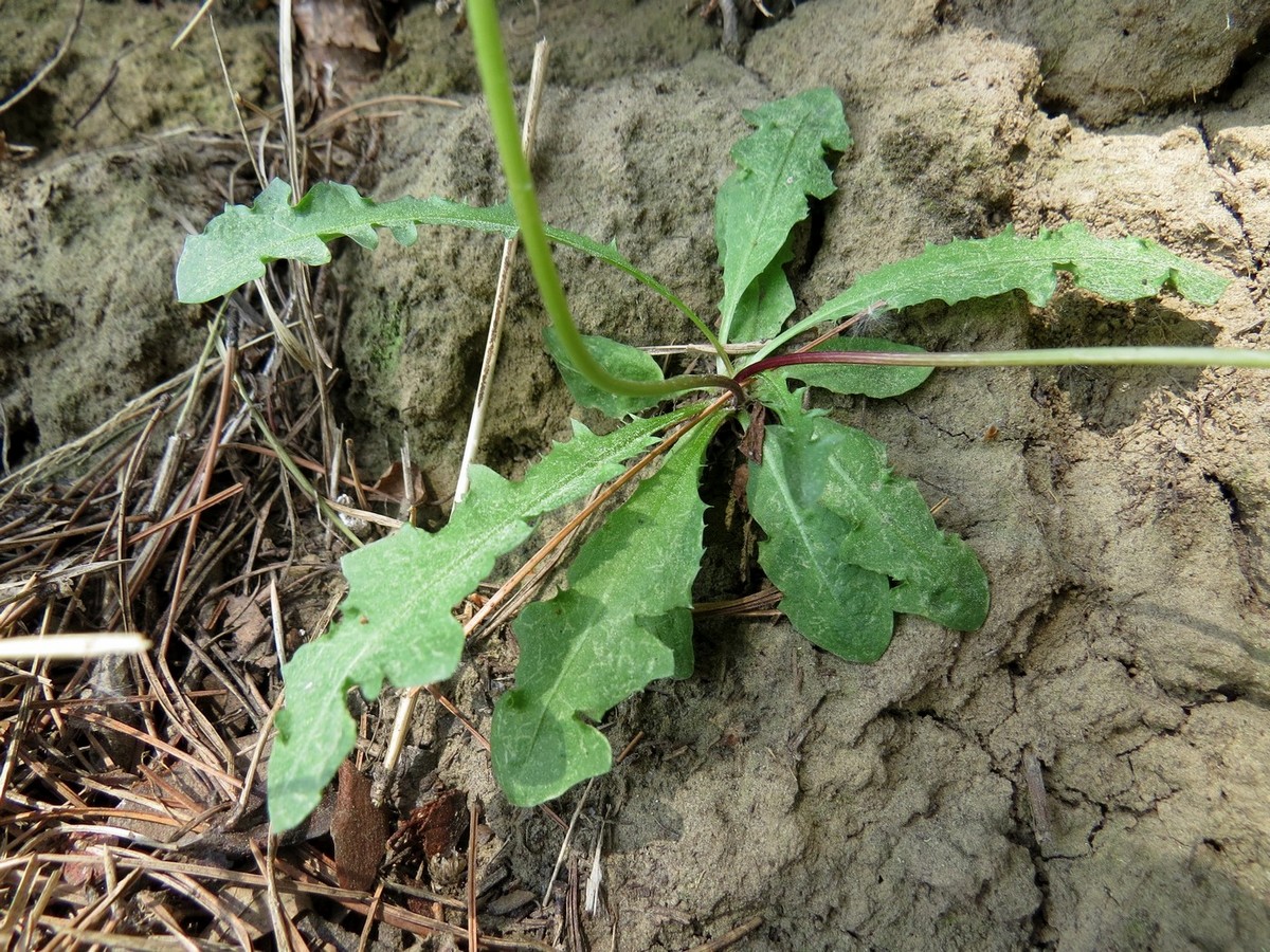 Image of Taraxacum erythrospermum specimen.