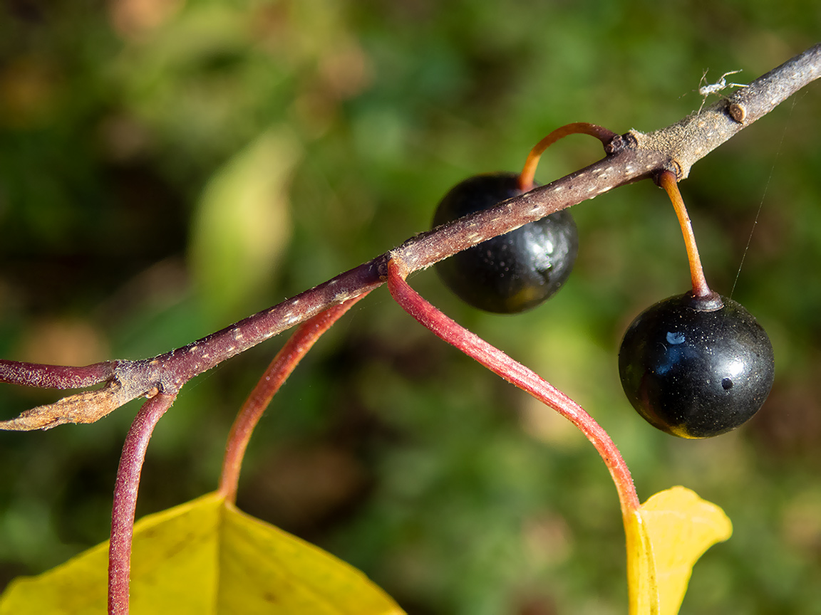 Изображение особи Frangula alnus.