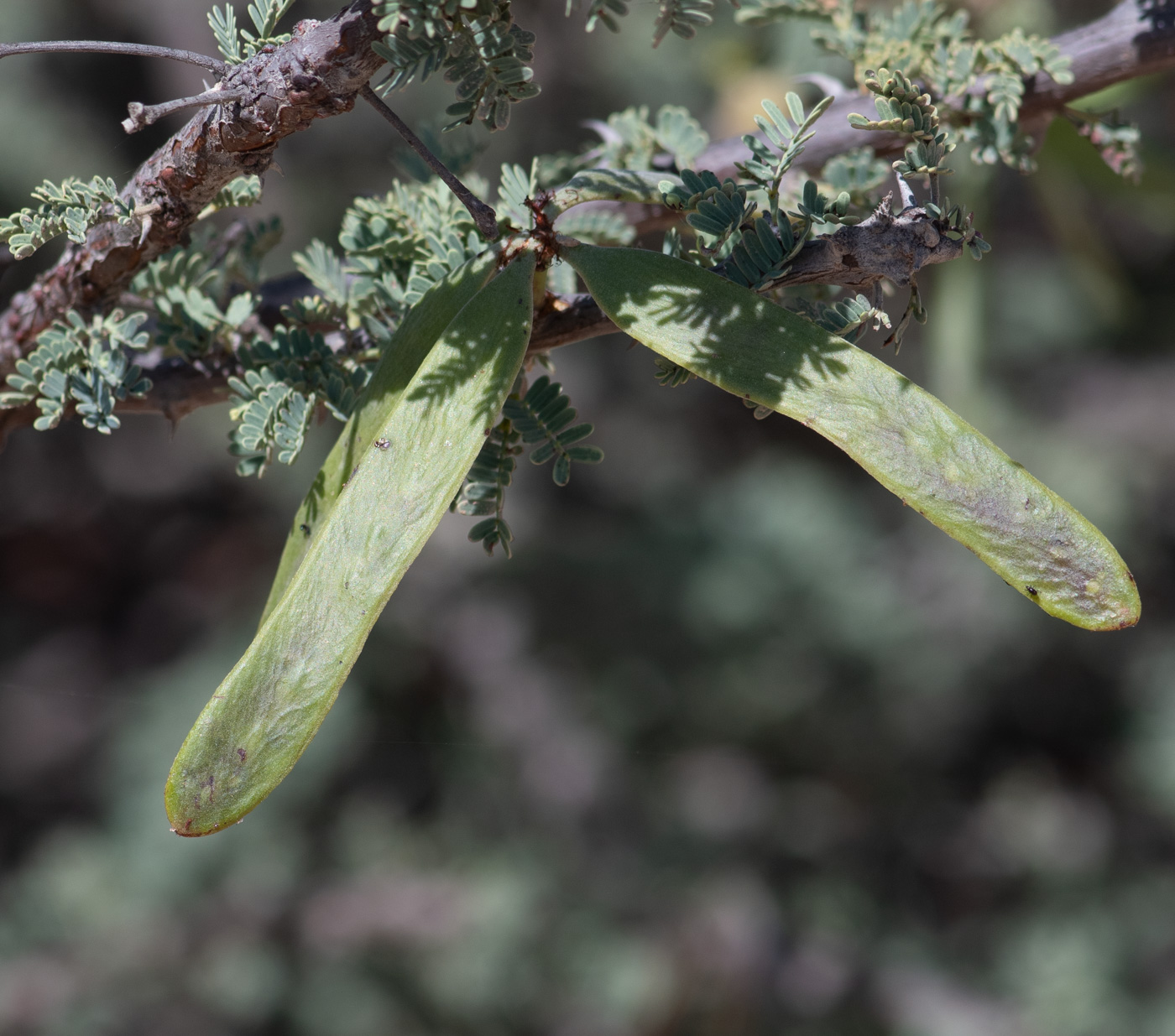 Image of Vachellia reficiens specimen.