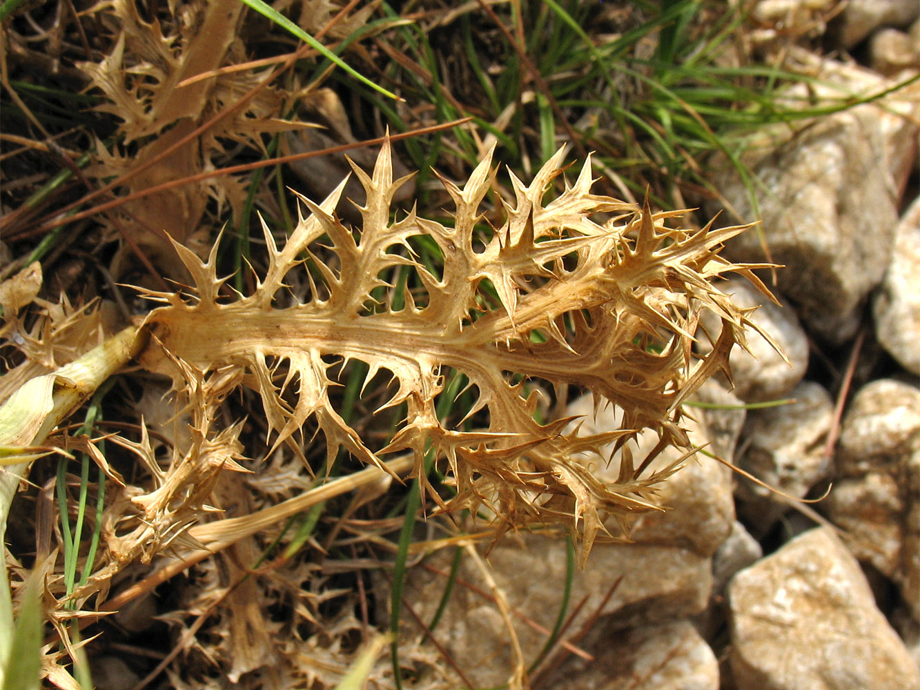 Image of Eryngium amethystinum specimen.