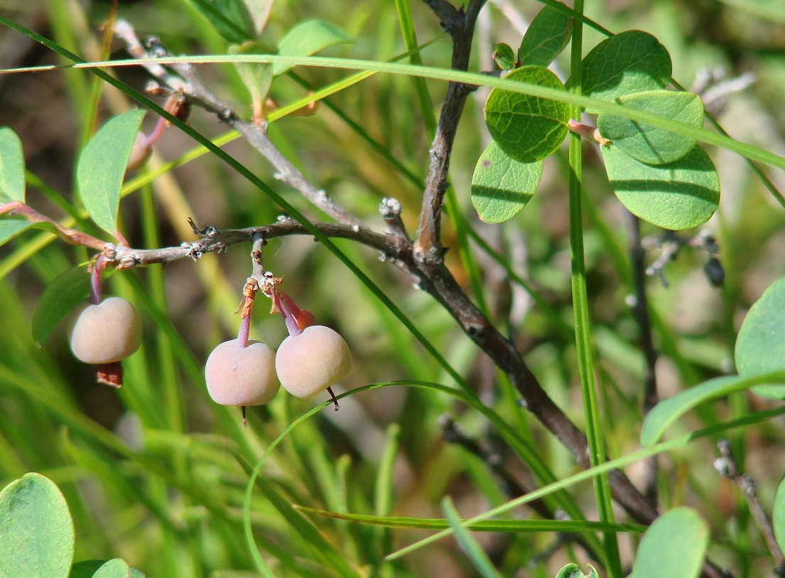 Image of Vaccinium uliginosum specimen.